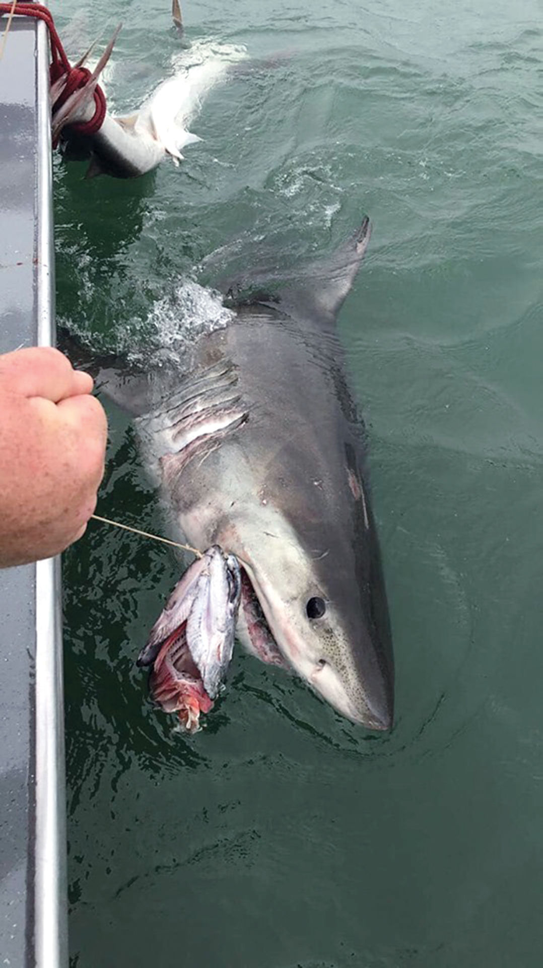 Great white (copy)